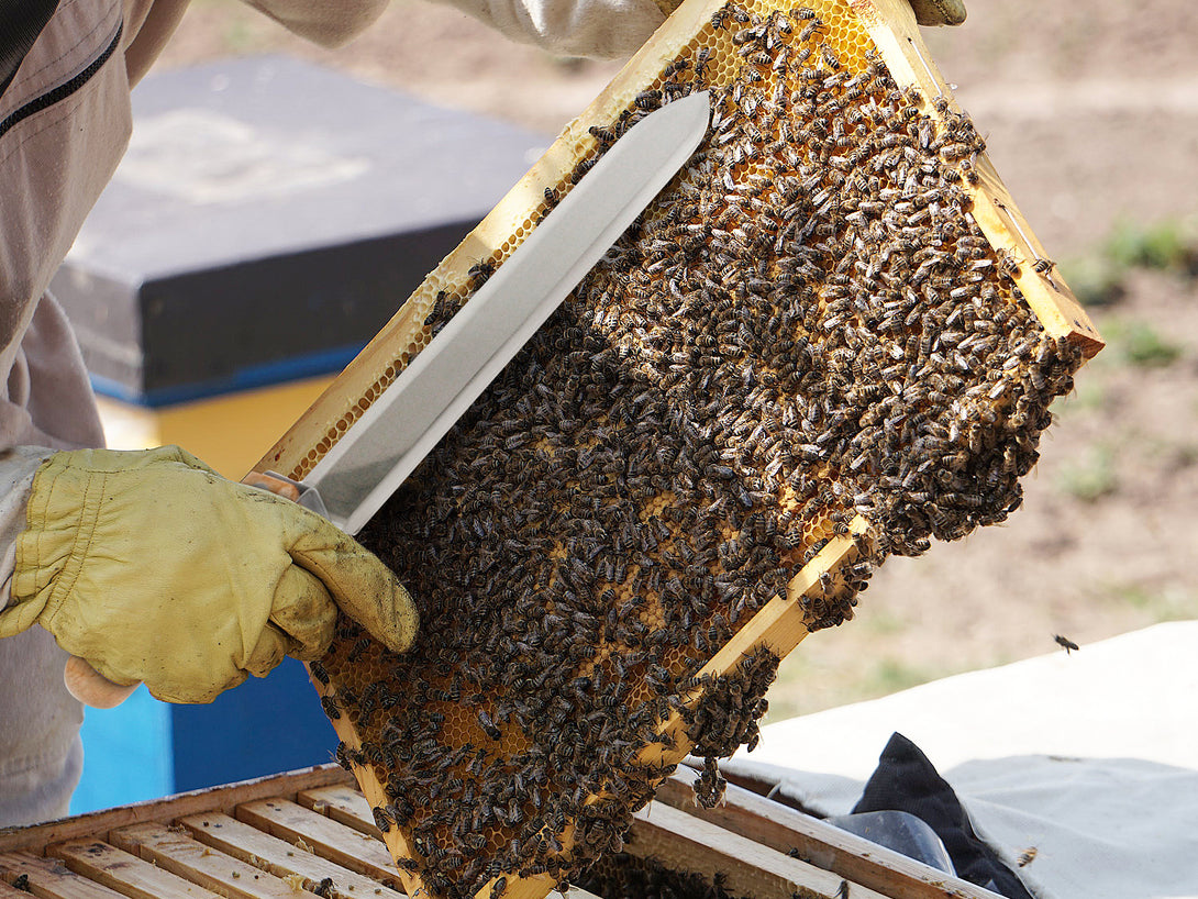 Beekeeping Honey Capping Knife