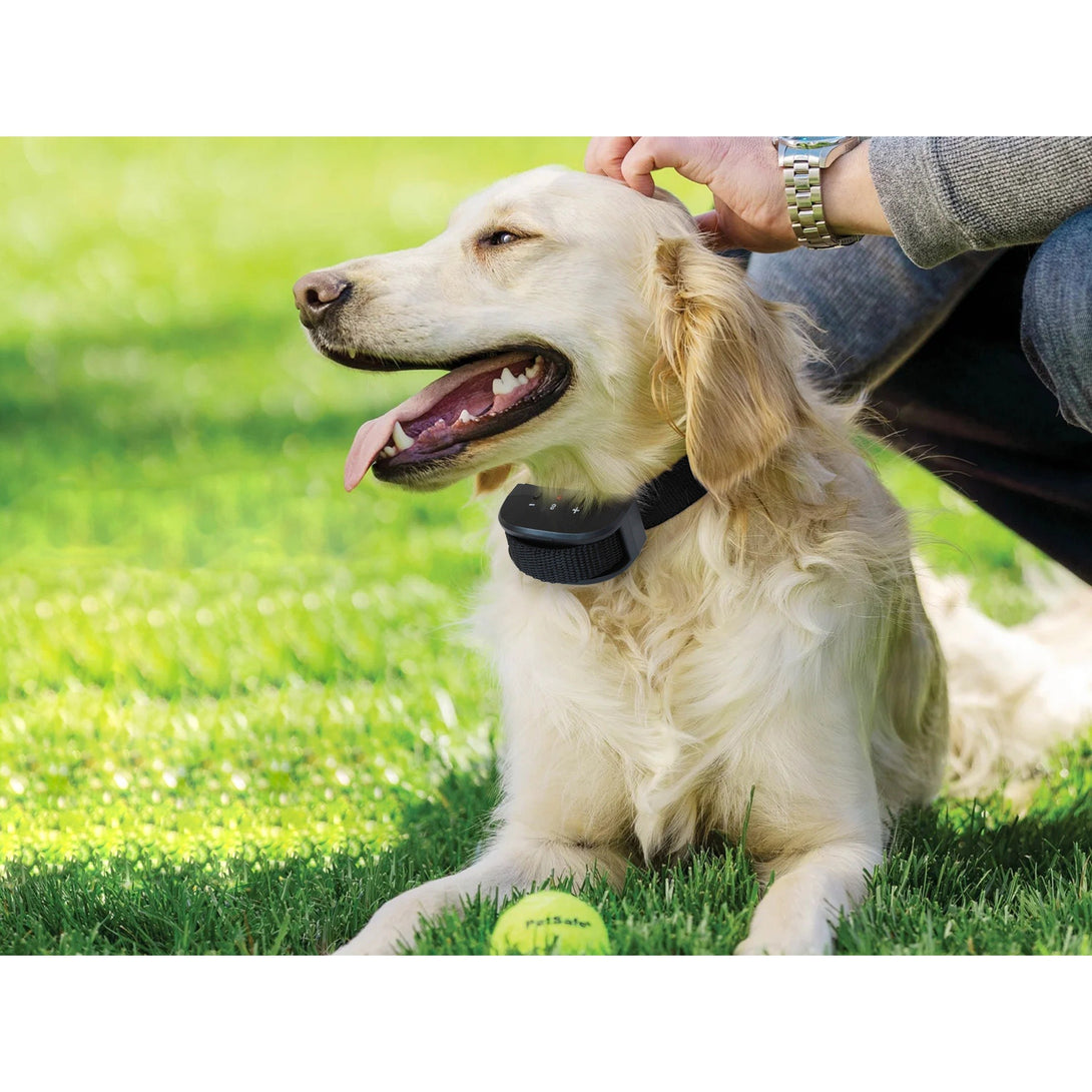 Anti Bark Collar