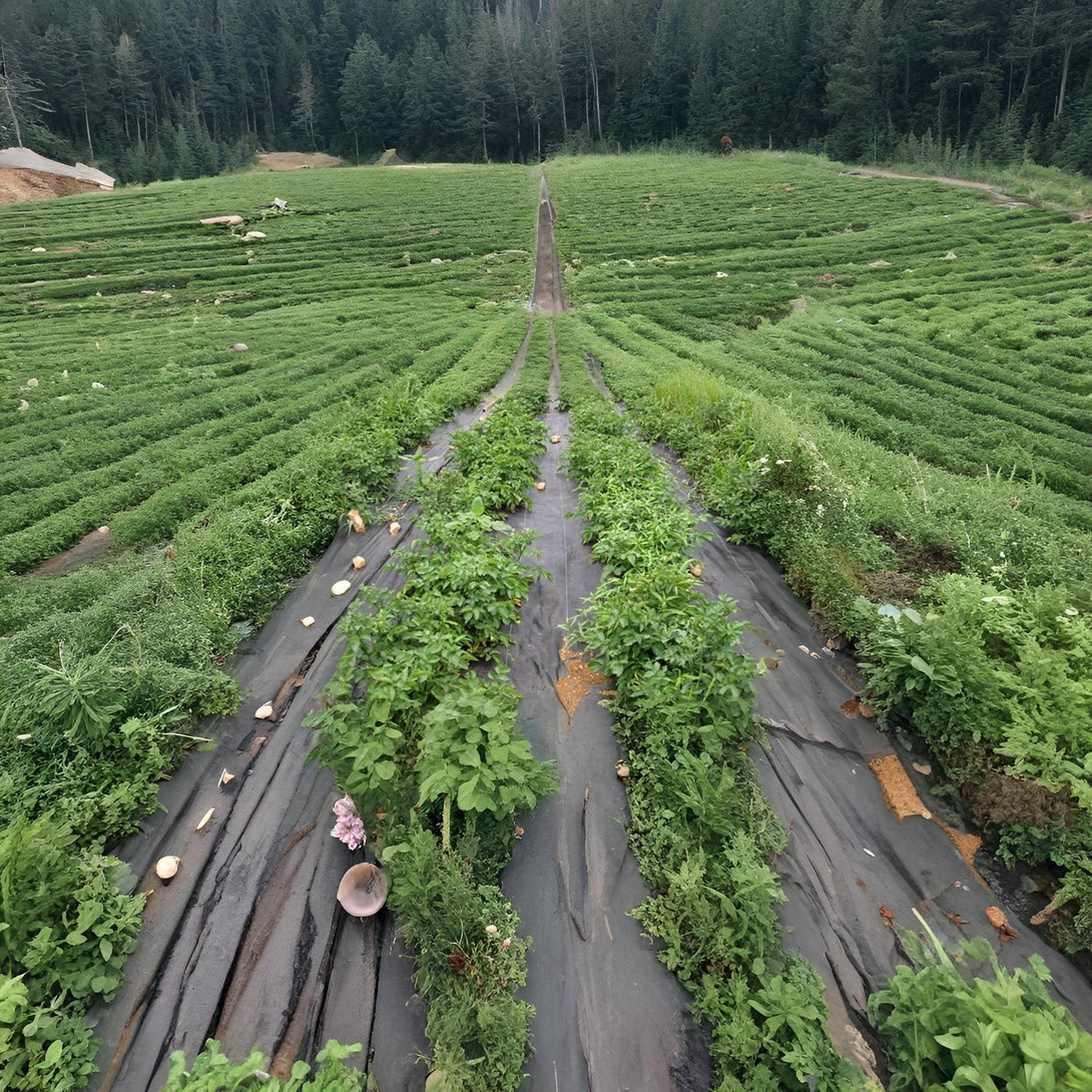 Weed Mat 1m x 100m